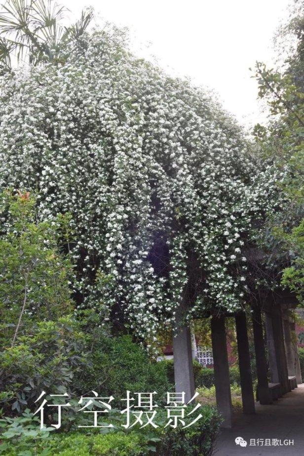妙美娜：小山眉的高耸形状可以拉长面部线条，使脸部显得更加纤细